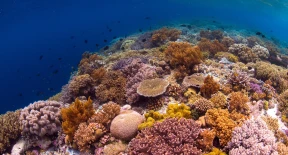 Bunaken Manado