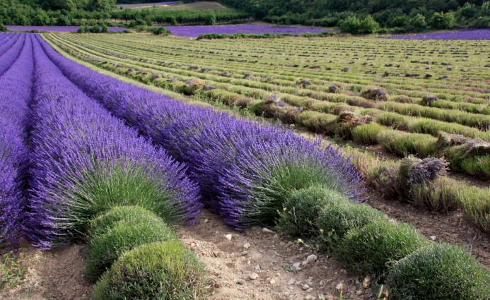 Europe 8DAYS GREATEST OF EUROPE (NO FLIGHT) 15 ~blog/2023/8/31/8days_paris_spain__5
