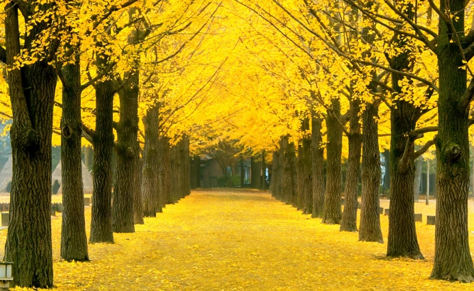 Korea 5DAYS NAMI ISLAND SEOUL & LOTTE WORLD 3 ~blog/2025/3/5/korea__1