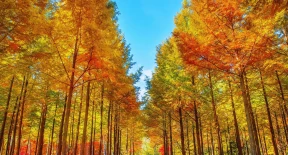 5DAYS SEOUL NAMI ISLAND  EVERLANDLOTTE WORLD