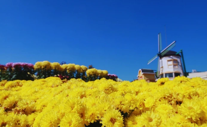 Korea 5DAYS SEOUL, NAMI ISLAND & EVERLAND/LOTTE WORLD 4 ~blog/2025/6/4/foto_objek_wisata_20250604_091348_0015