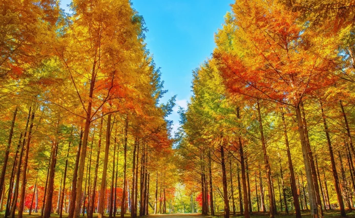 Korea 4D ANNYEONG SEOUL & NAMI ISLAND BY CATHAY PACIFIC 2 ~dl/2026/1/6/1000146527